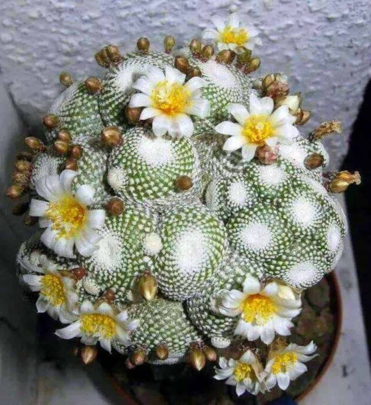 Blosssfeldia lilliputana with a bunch of white flowers.