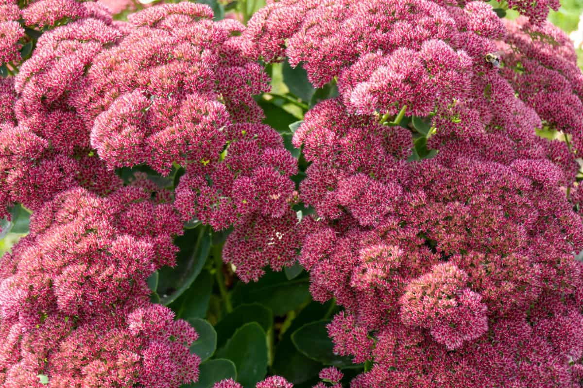 Hylotelephium herbstfreude in full red bloom.