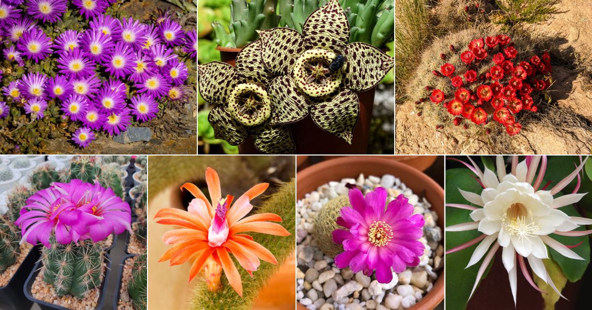 15 Gorgeous Flowering Succulents facebook image