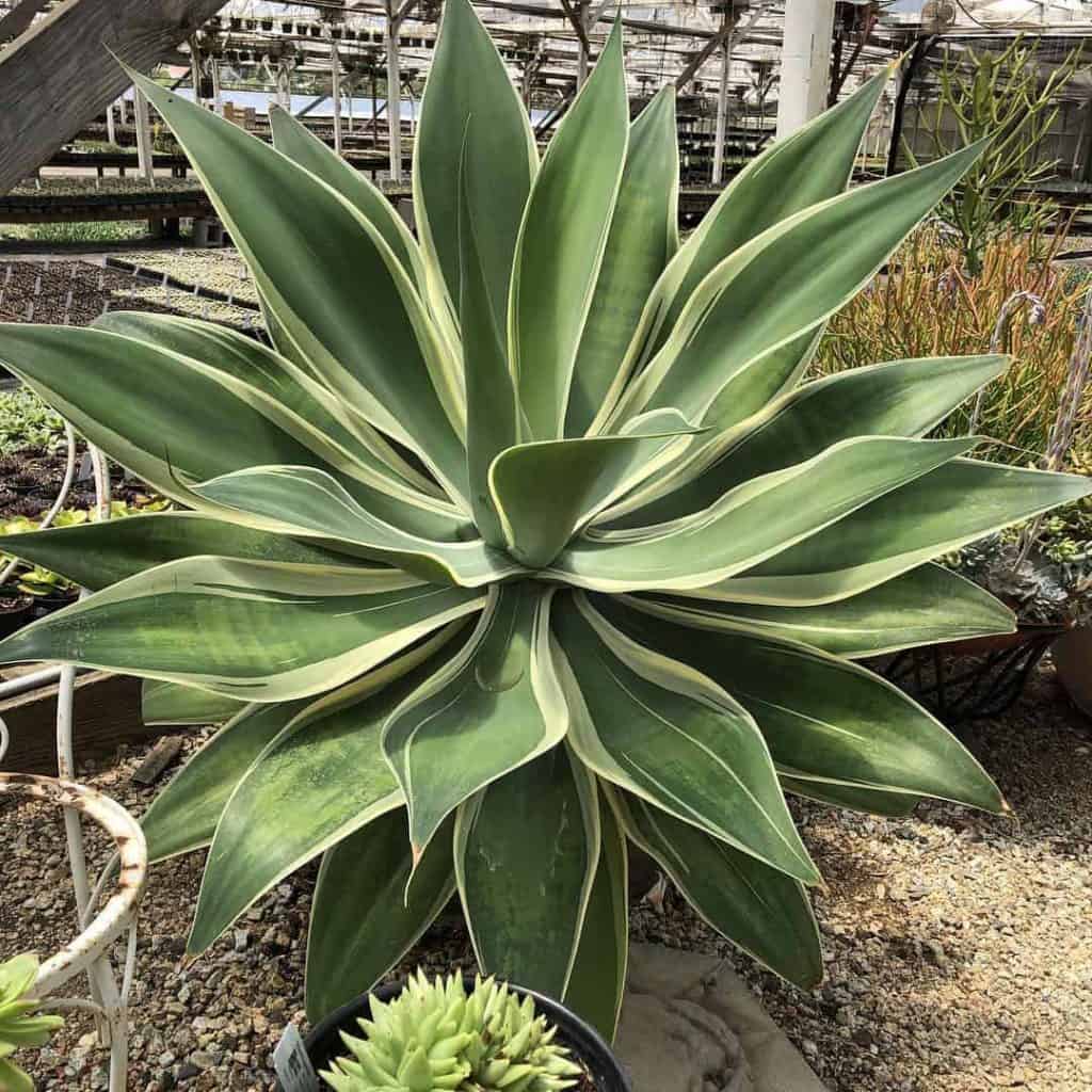 buy succulents online, big succulent outdoor growing