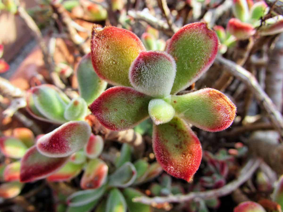 Blooming Echeveria pulvinata close-up.