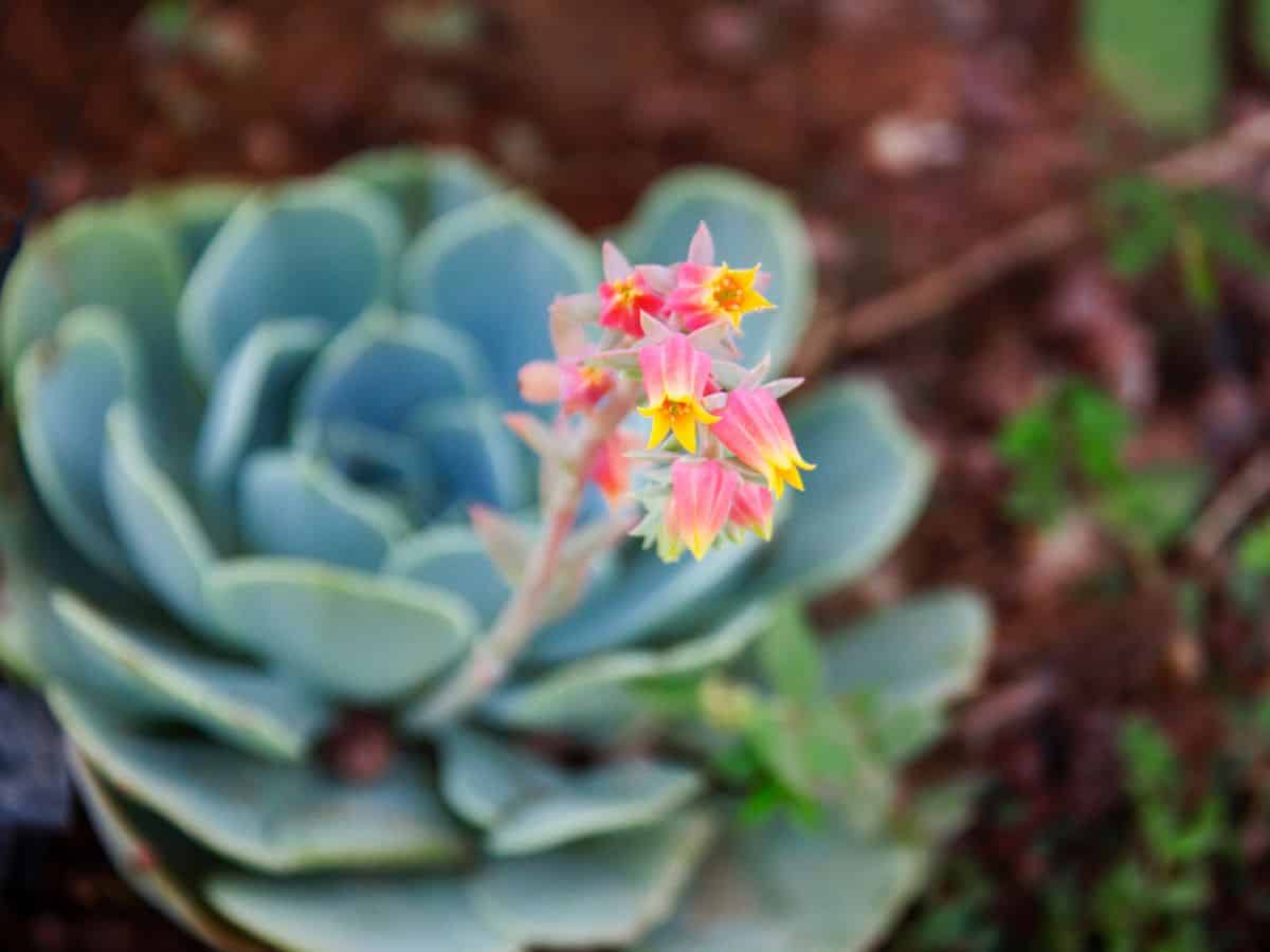 Blooming Echeveria elegans cultivar close-up.