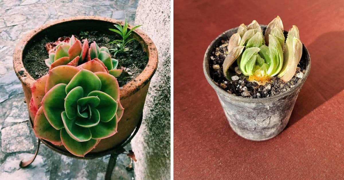 5 Reasons Why Are Your Succulents Dying & How To Fix Them