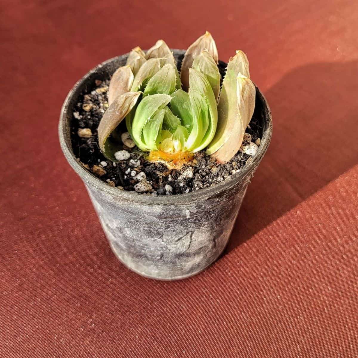 Dying succulent in a pot.