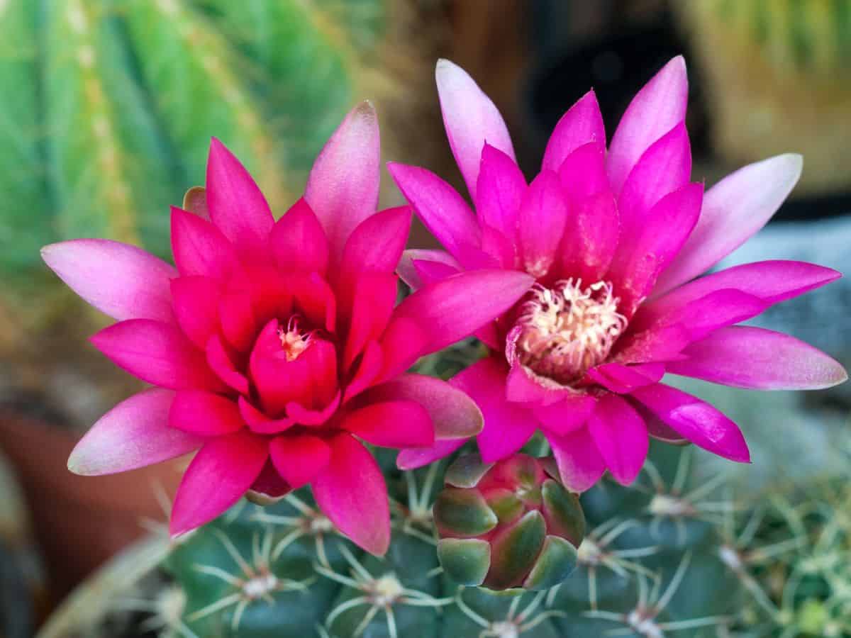 Blooming Gymnocalycium baldianum close-up.