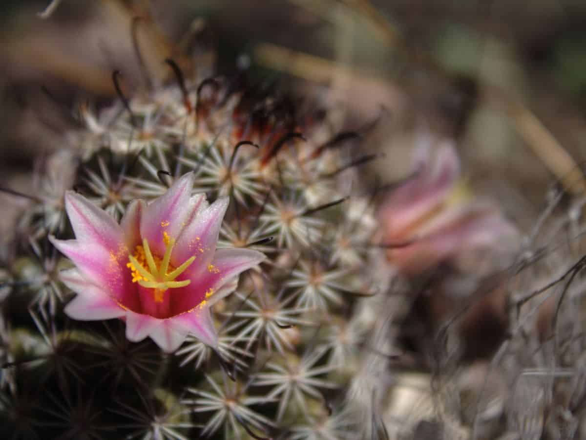 Blooming Parodia herteri close-up.