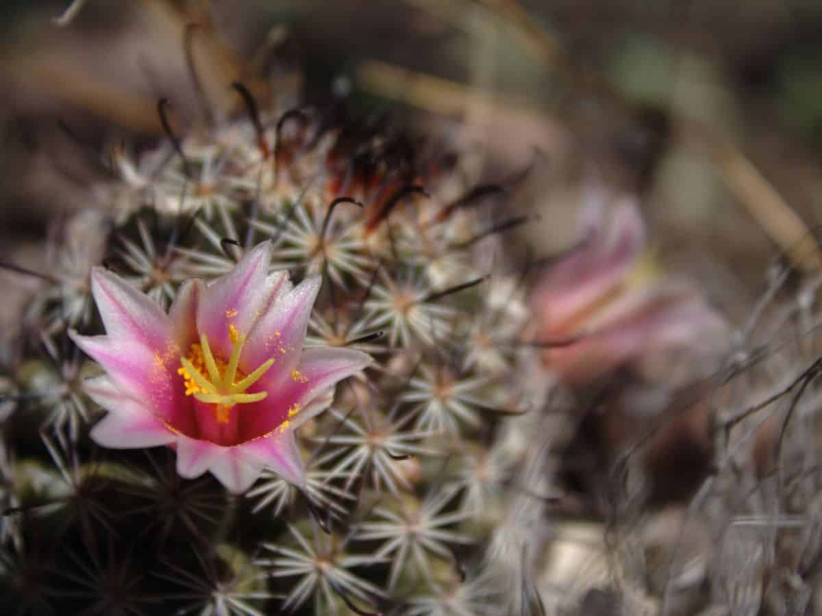 Blooming Parodia herteri close-up.