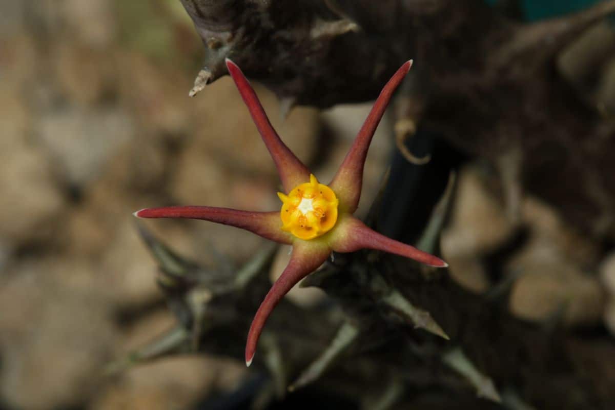 Blooming Orbea laikipiensis close-up.