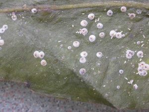 reasons succulents die