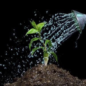 reasons succulents die