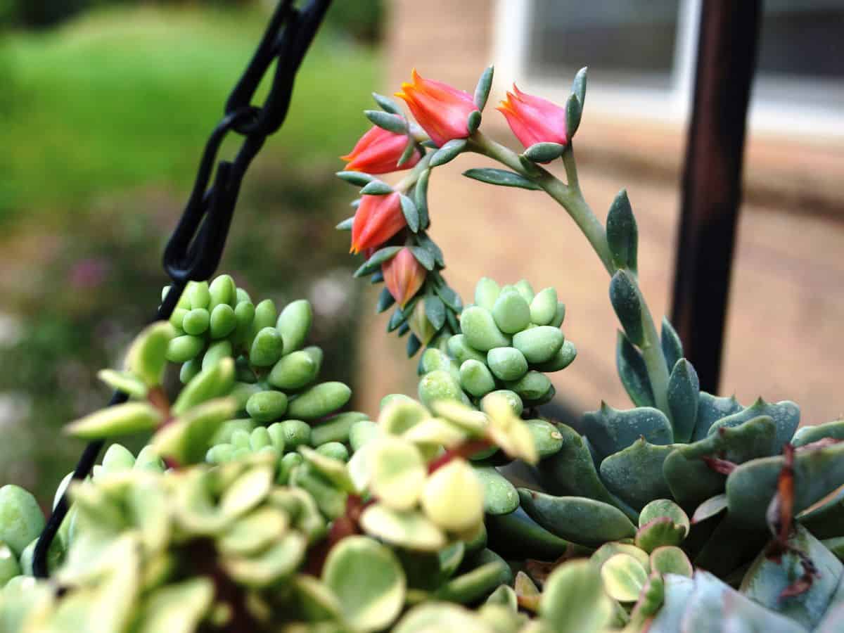 Beautiful flowering succulent close-up.