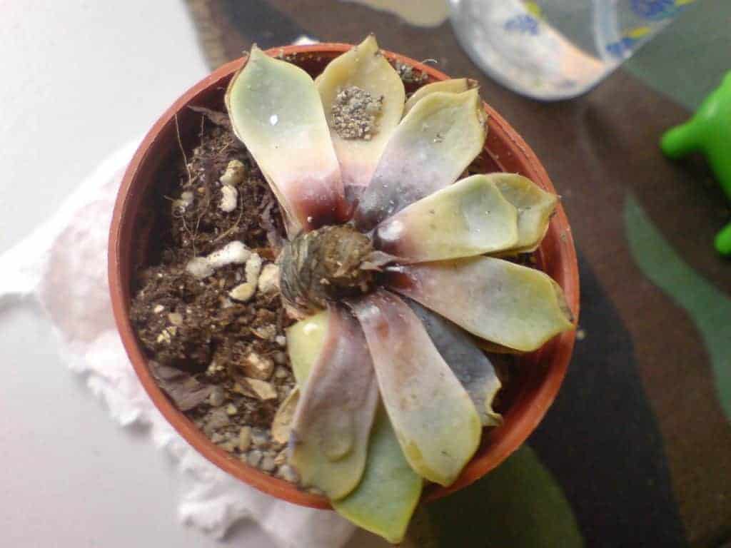5 Reasons Why Are Your Succulents Dying & How To Fix Them