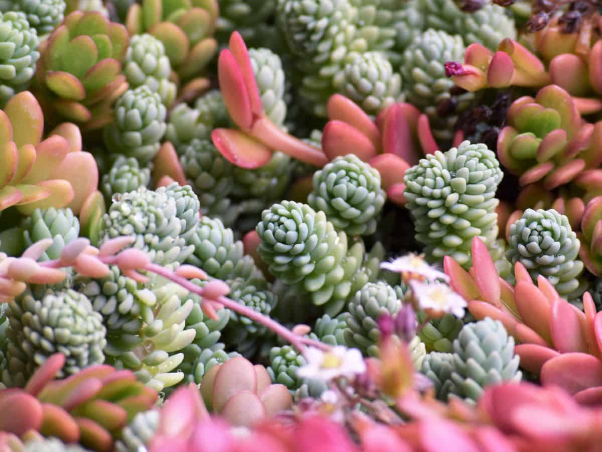 Different varieties of succulent close-up.