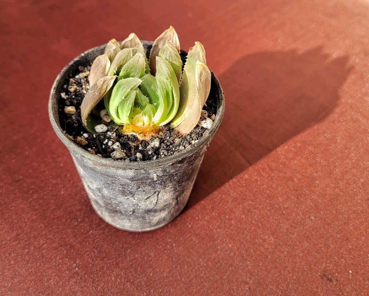 Dying succulent in a pot.