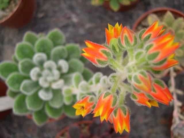 flower