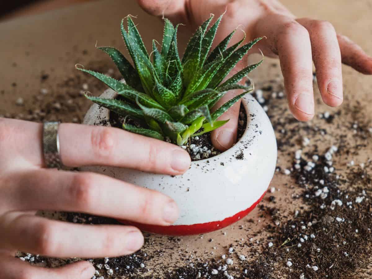 Hand touching fresh soil in a pot with succulent.