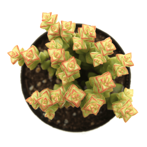 buy succulents online