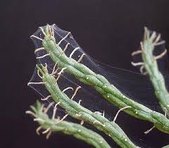 pests