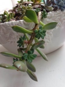 reasons succulents die