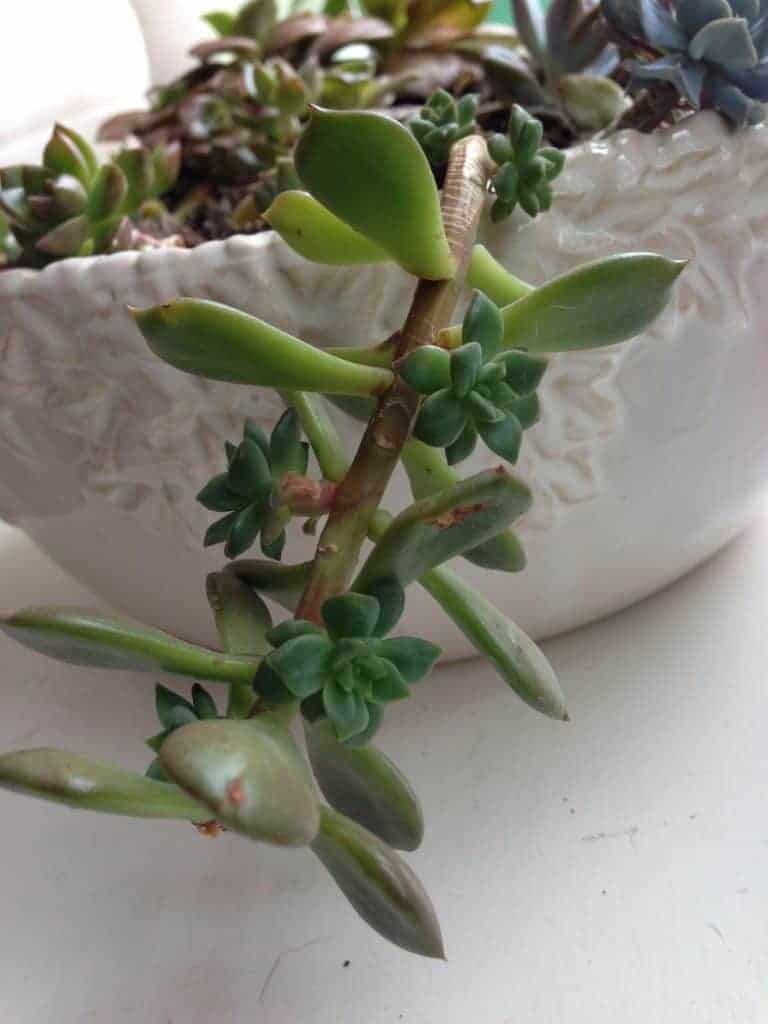 5 Reasons Why Are Your Succulents Dying & How To Fix Them