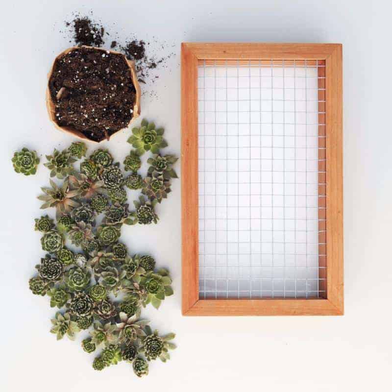 buy succulents online. Succulent top view