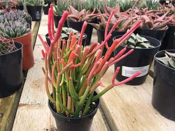 buy succulents online, succulents growing in pots