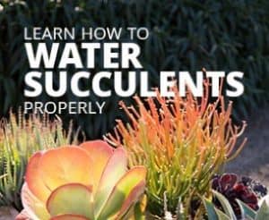 great succulent sites