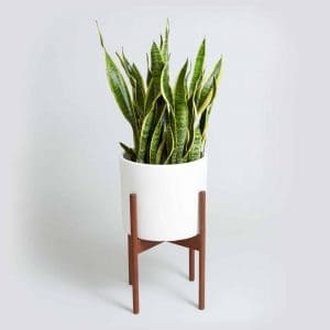 great succulent sites