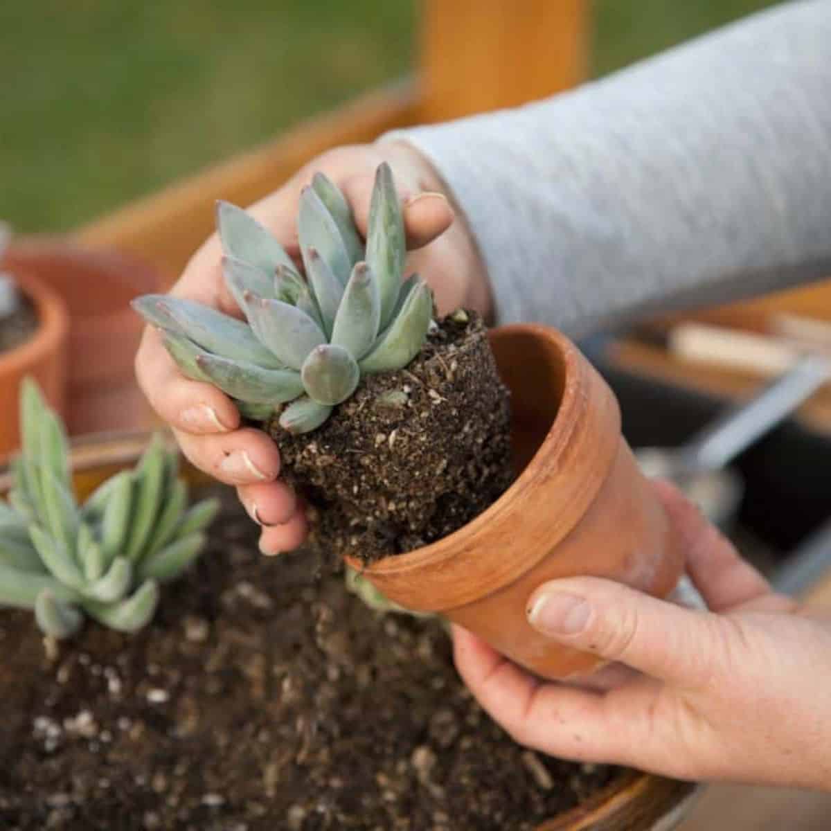 Hands pulling a succulent plant from a terracotta pot.