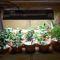 grow light succulent