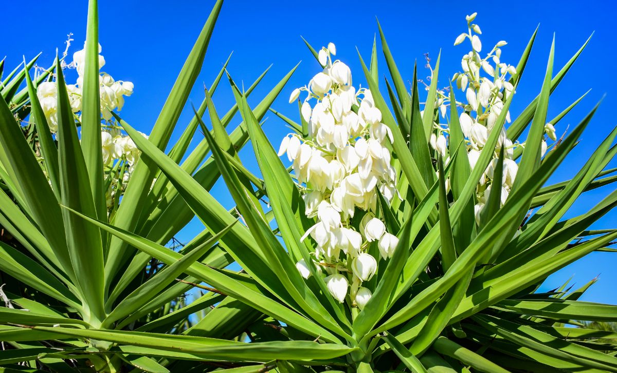 Yucca plant with white flowers on a sunny day.