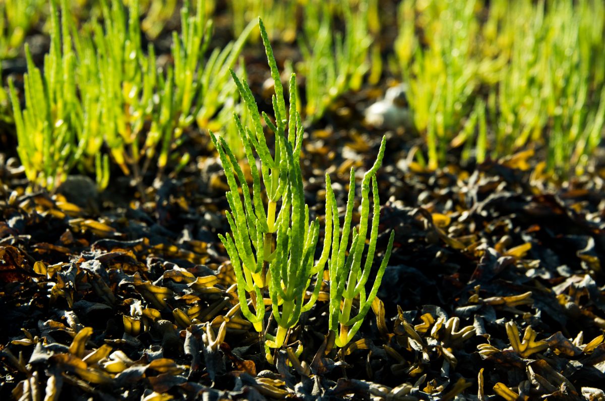 Salicornia europaea edible succulent grows outdoor.