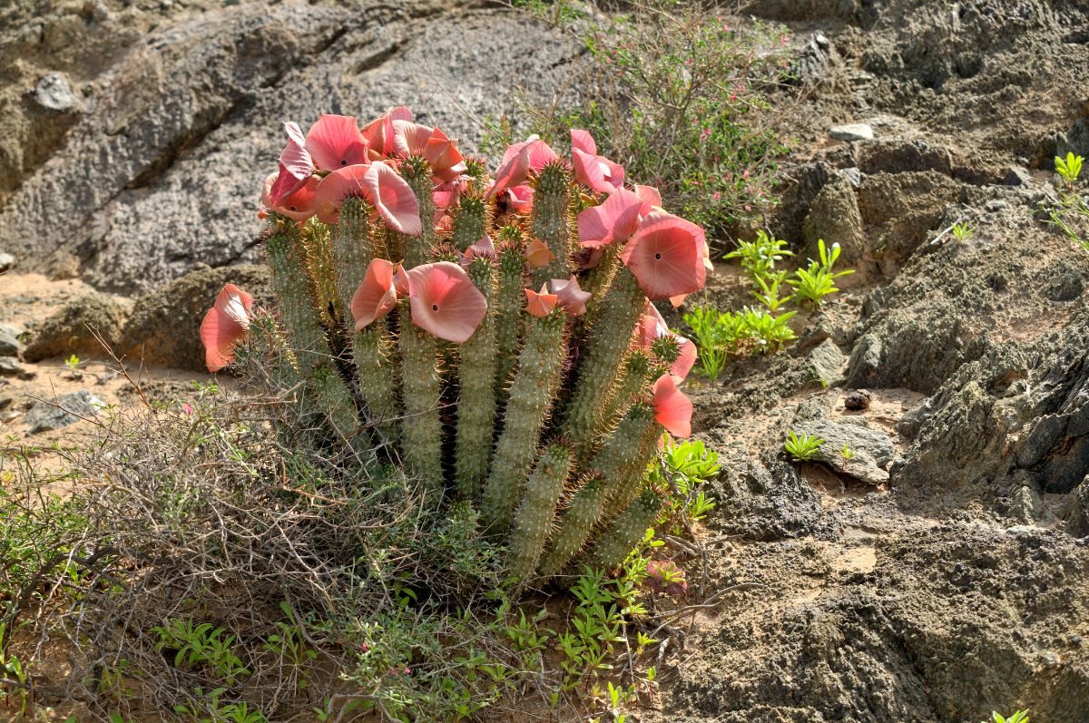 Hoodia Gordonii edible cacti with beautiful pink flowers.