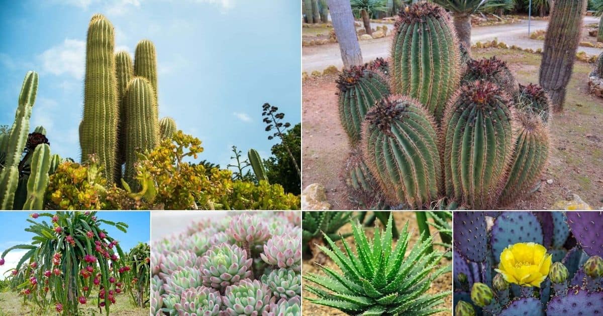 Collage of edible cactuses.