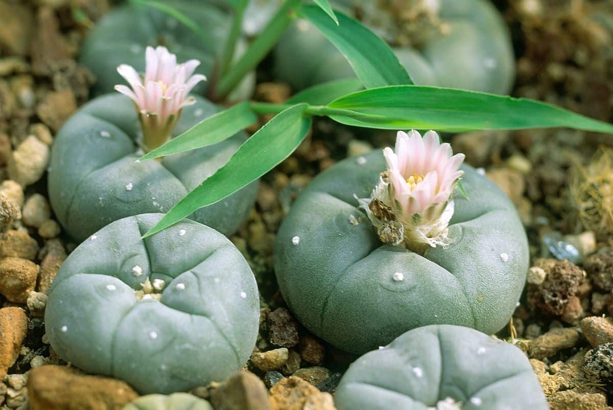 Peyote succulents with pink flowers grow in rocky soil.
