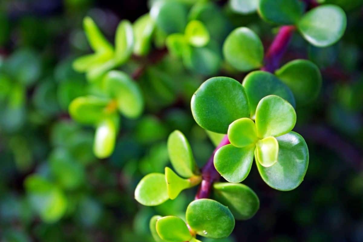 Portulacaria afra with edible foliage.