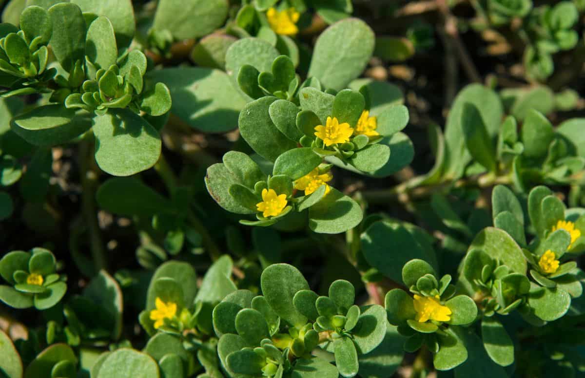 Portulaca oleracea edible succulent with yellow flowers.