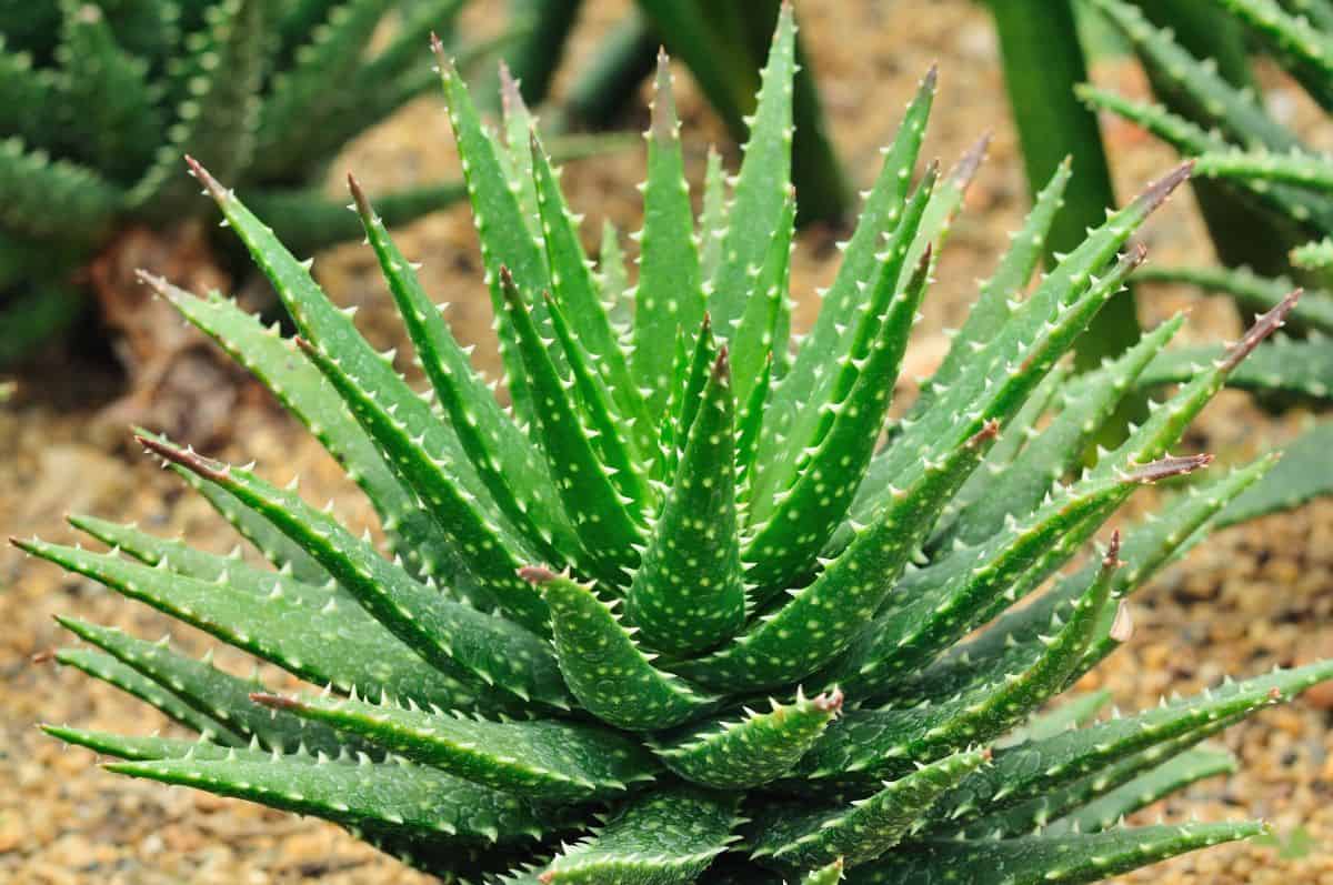 Aloe barbadensis outdoor close-up.