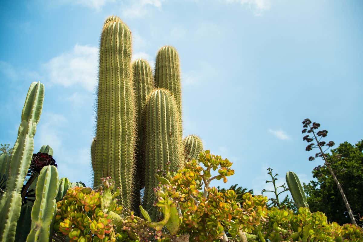 Carnegiea gigantea growing outdoor.