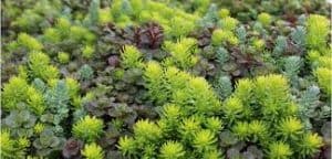 edible succulents