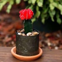 how to graft cacti