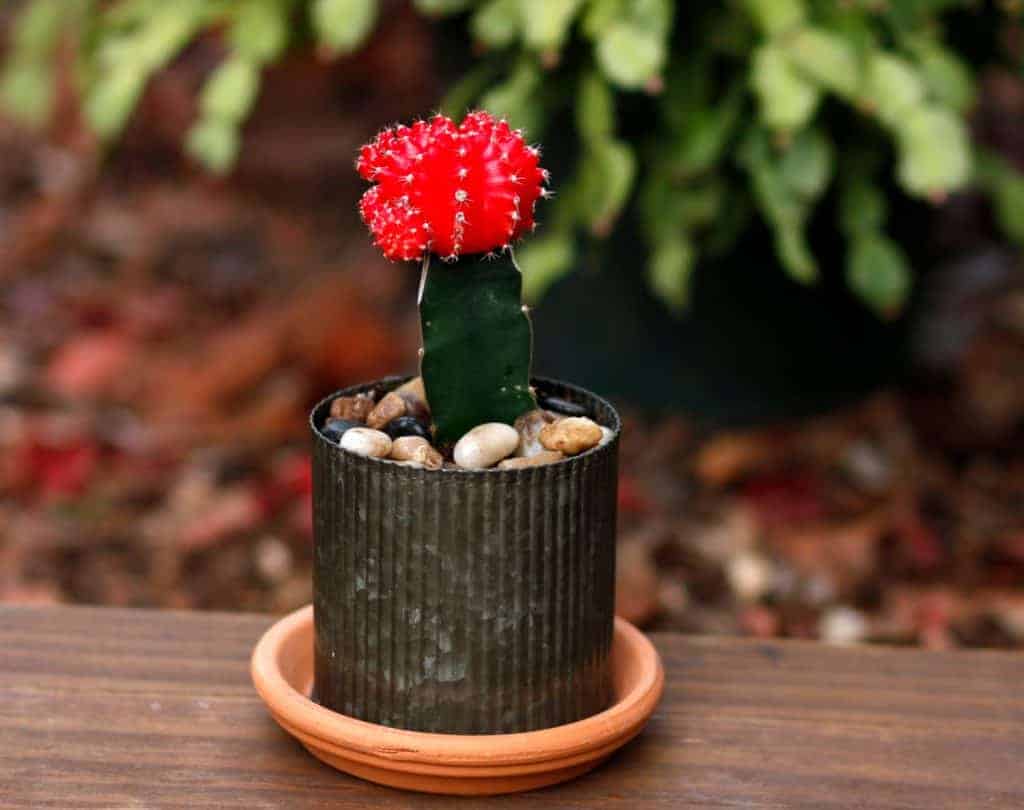 How to Graft Cacti