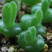 how to grow succulent seeds