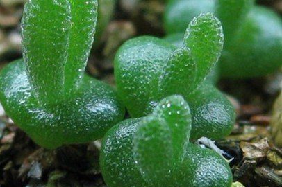 how to grow succulent seeds