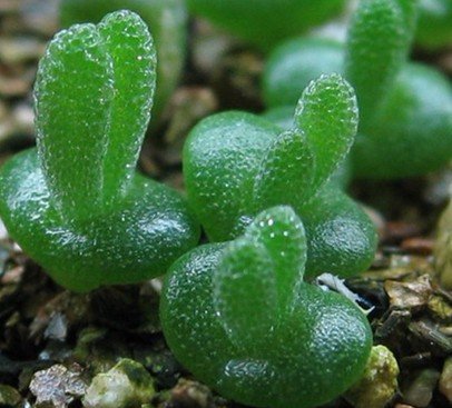 How to Grow Succulents and Cacti from Seeds