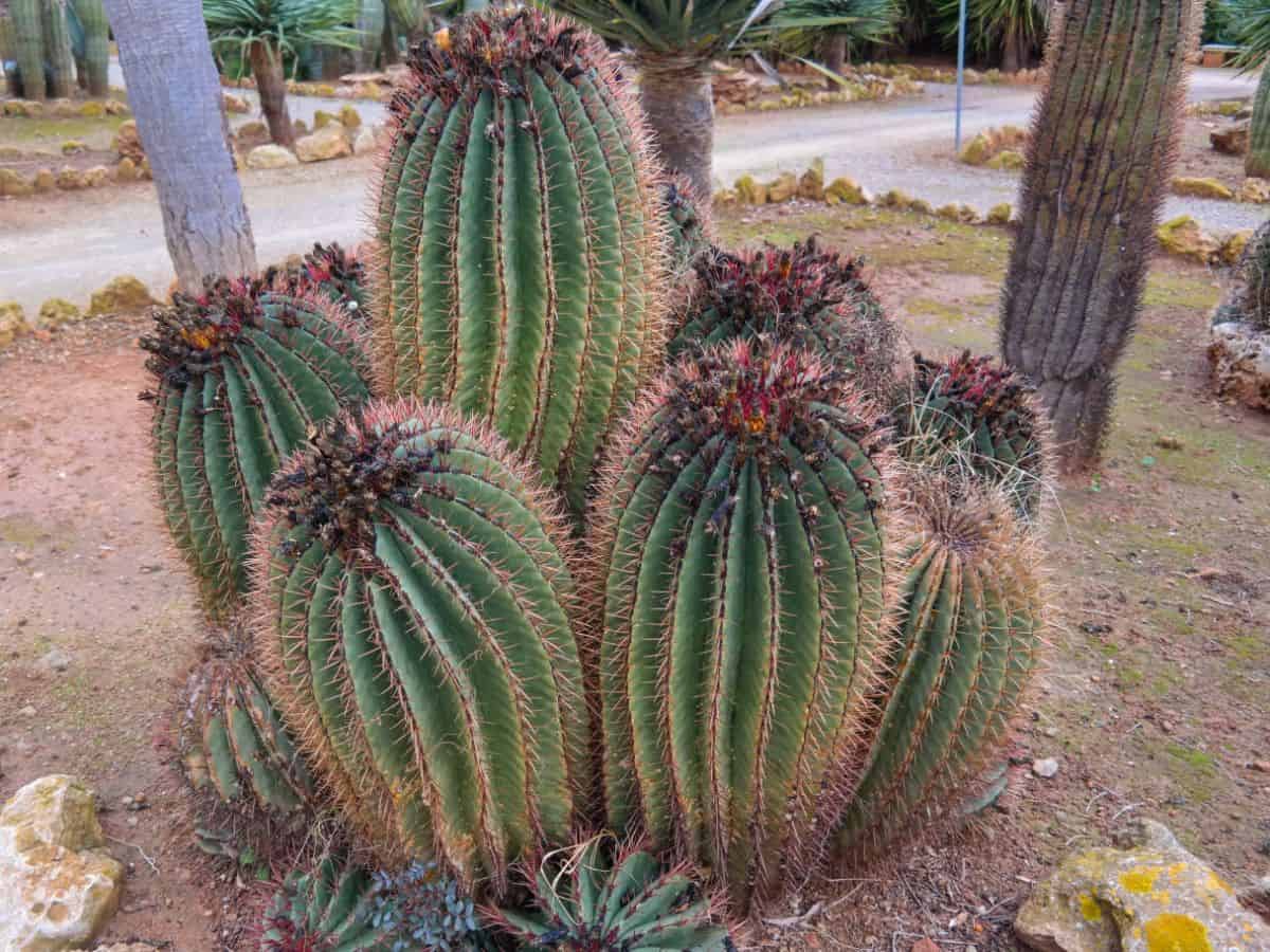 Ferocactus wislizeni growing outdoor.