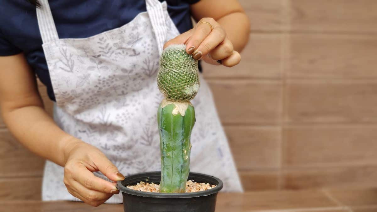 Gardener grafting a cactus concept.