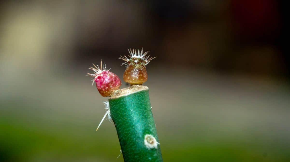 Grafted cactus close-up.