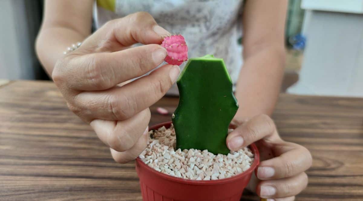 Gardener grafting a cactus in a pot.