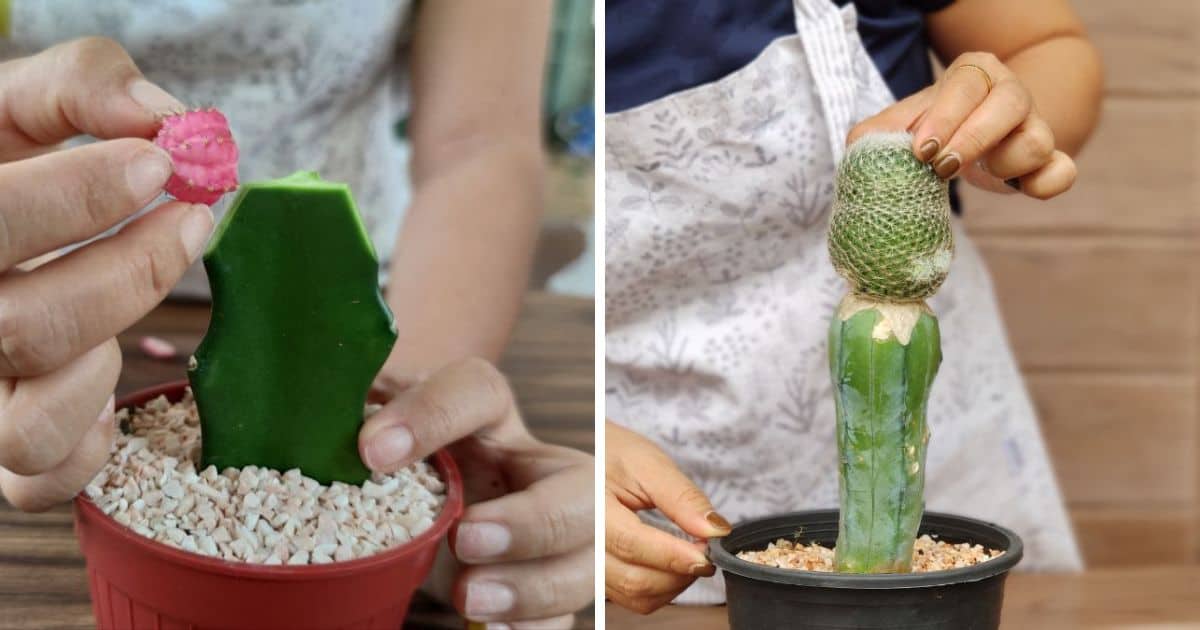 How to Graft Cacti Sublime Succulents